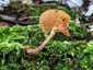 Fenyves sisakgomba (Galerina marginata), Kisoroszi